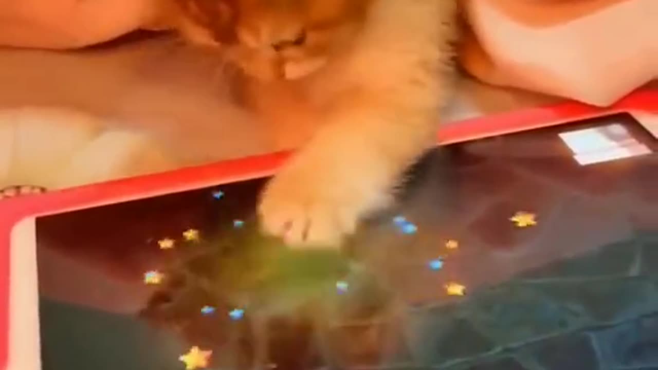 Cat funny videos pt 3 #animal #shorts #cats #catfunny #catvideos #funnyycat #viral #viralvideos