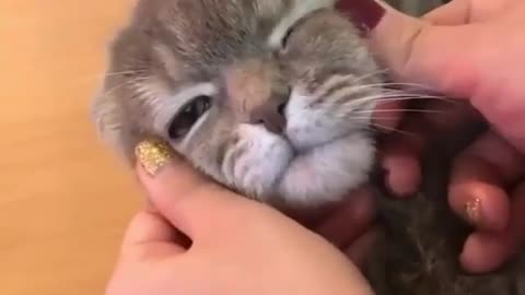 Cute Cat Does Peek-a-Boo With His Owner