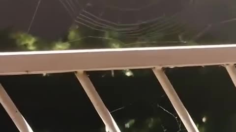 Spider setting up its trap and already lands a meal