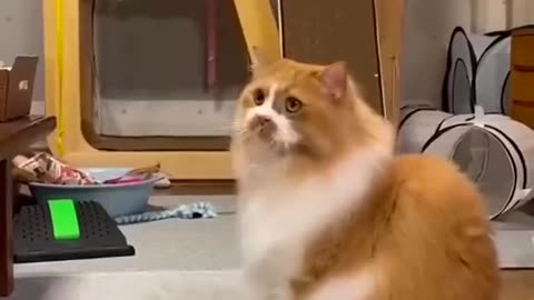 Funny cat 🐈😺 don't try to laugh 😂