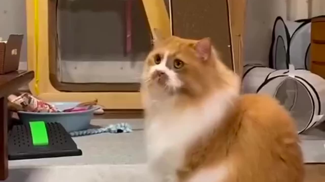 Funny cat 🐈😺 don't try to laugh 😂