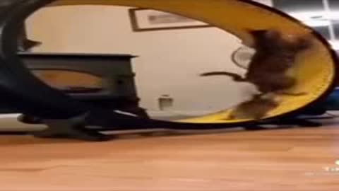 World funny cat