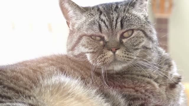 Cat lying on floor, looking and reacting. Curious cute pet at home