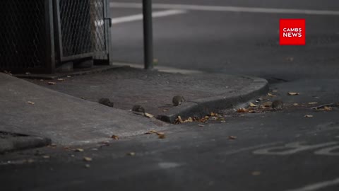 Rats at London Road KFC