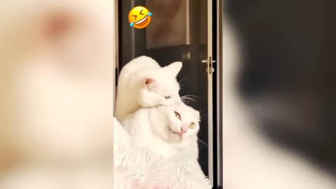 Beautiful cats | funny animals | pets funny video