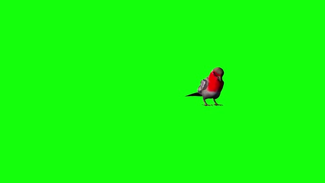 chroma keying fence video bird landing on animals