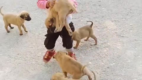 Cute baby play with cute puppy 🐕🐕 #short # viral #comedy #pets #dog #puppy