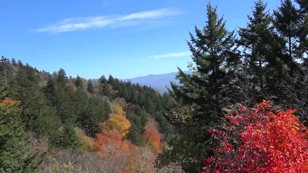 North Carolina Smoky Mountains Park evergreens and changing leaves pan