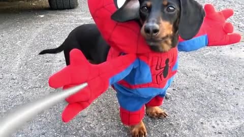 The Amazing Spider-Weenie!