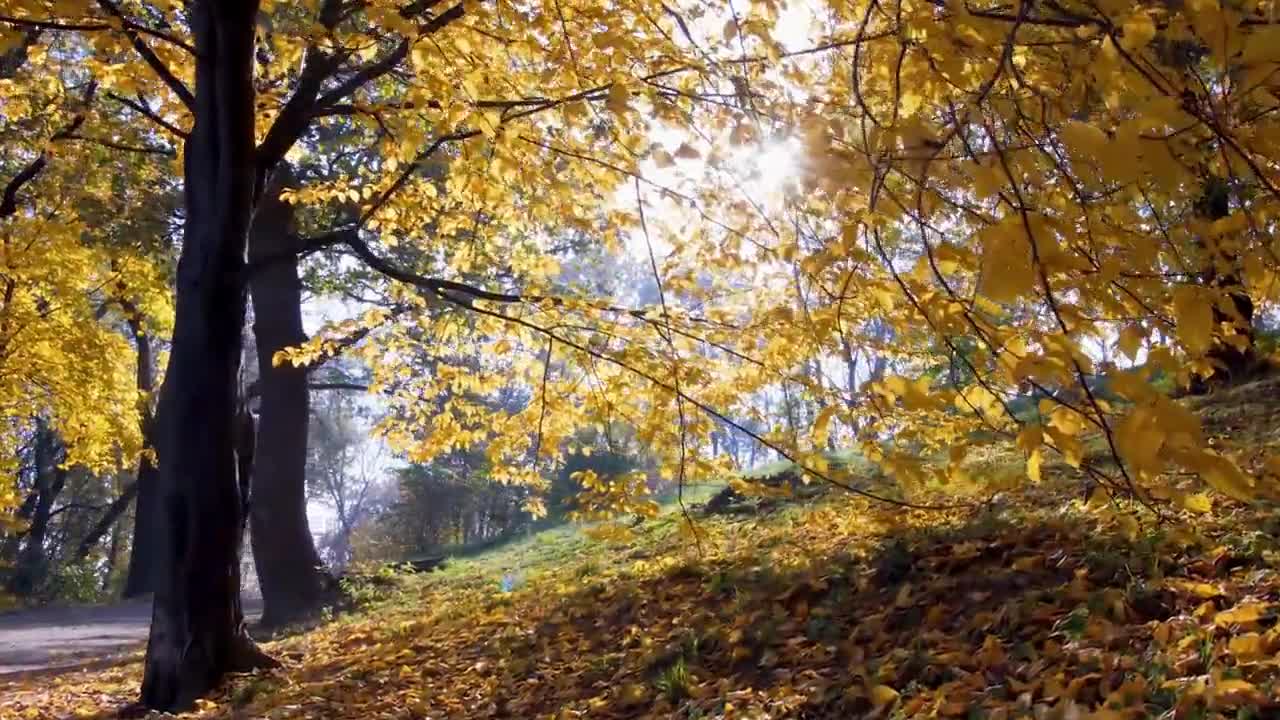 Enchanting Autumn Forests with Beautiful Piano Music