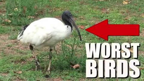 The bird song