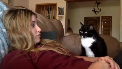 Cat politely asking to get petted