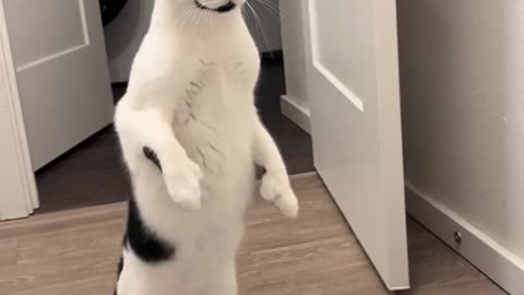 Funny Cat and Dog Videos to Brighten Your Day!