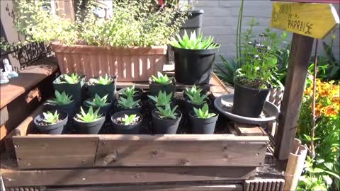 Potting up aloe polyphylla