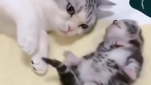 New Funny and Fail Videos ,cat funny video 😂 Super People Doing Funny Things 😺😍 Part 2