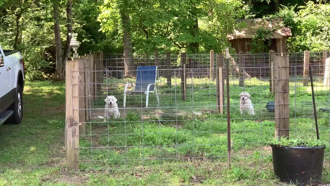Lily & Honey Doing Well at 11wks!
