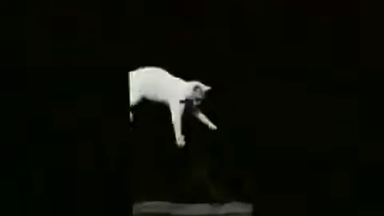 Falling Cat (1894 Film) -- Produced By Étienne-Jules Marey -- Full Movie