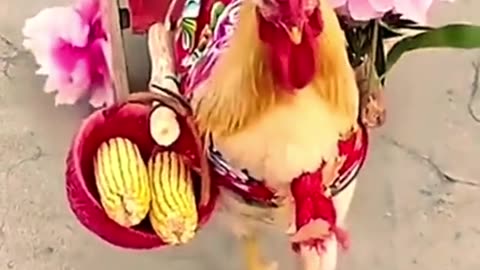 Funny cock