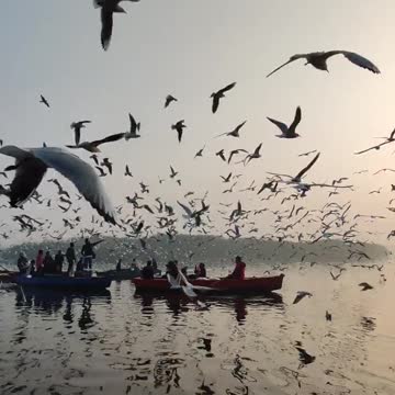 Nature birds in the wild