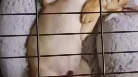 Have you ever seen a puppy sleeping like this before?