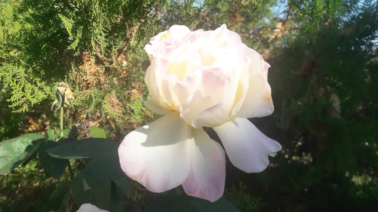 The wind undresses the white rose