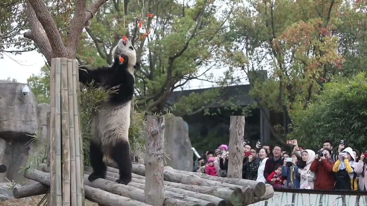 Giant panda Yueyue