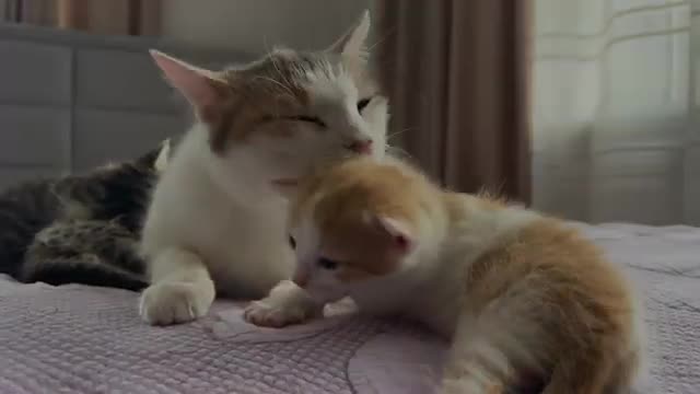 Mom Cat Washes her Tiny Kitten Son!