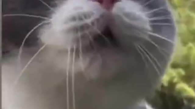 funny cat video