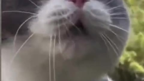 funny cat video