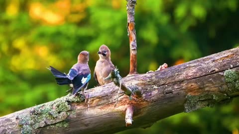 Animals 8K Ultra HD video relaxing Ultra HDR High Resolution