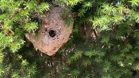 Yellow Jacket Nest 🐝