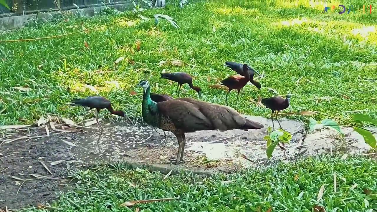 Wild Life Animal