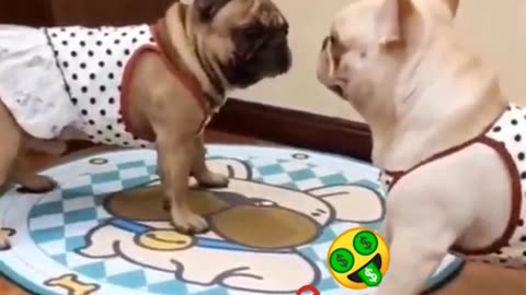 very funny animals fighting #cutest_puppies_fighting.