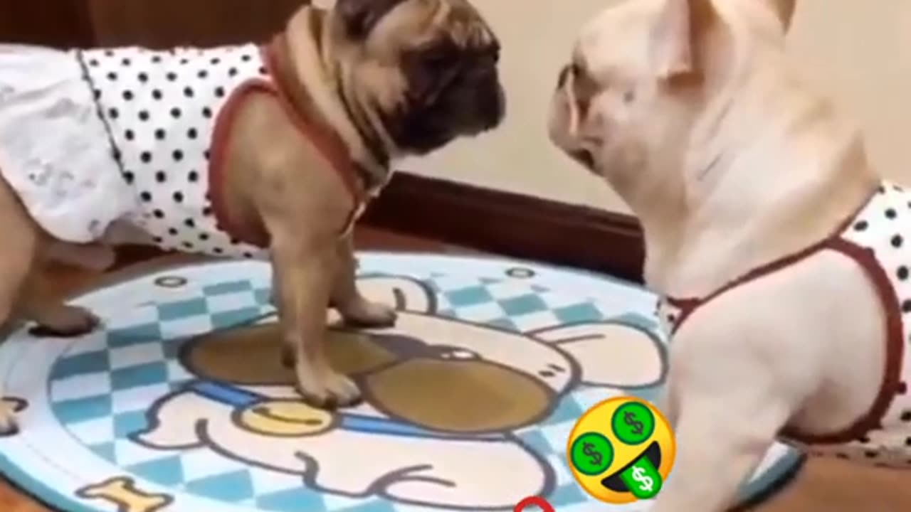 very funny animals fighting #cutest_puppies_fighting.