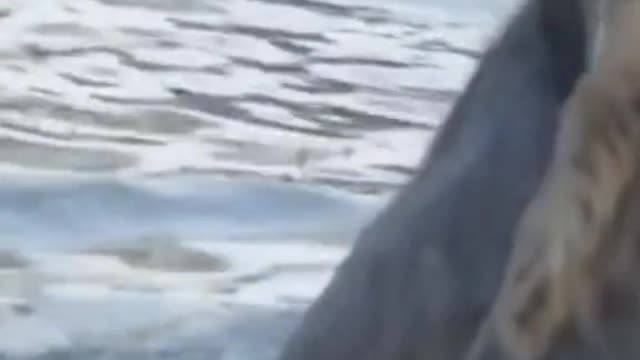 The cheetahs are fighting