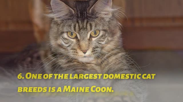 10 FUN FACTS ABOUT CAT