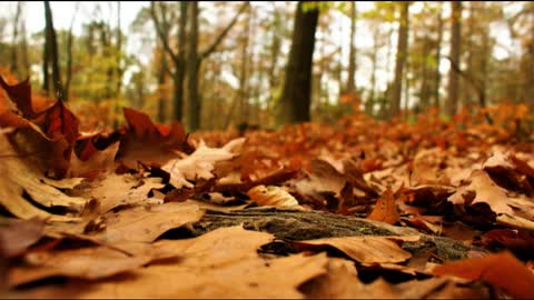 Dry Leaves Crunching ASMR for Relaxing and Deep Sleep - 1 Hour