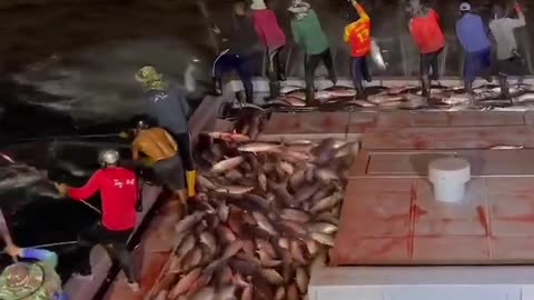 صيد وفير ماشاءالله