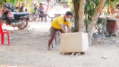 The Animals Funniest Dogs Funny video