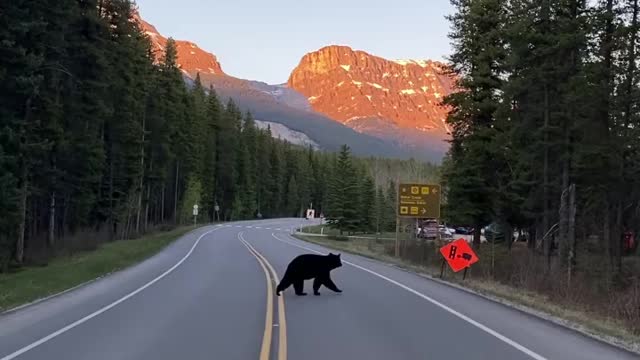 Q Why did the bear cross the road A To get away from the giant mozzies!