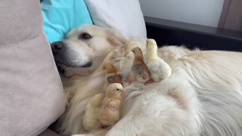 What does a Golden Retriever do when sees Baby Chicks