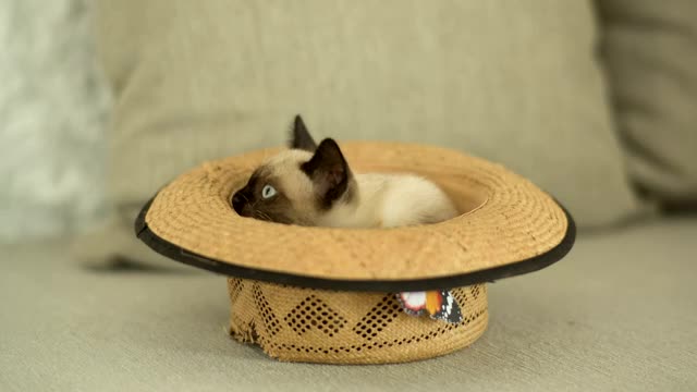 Siamese cat inside a hat!!!