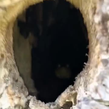 Of all the animals you expect to find in a tree 😂