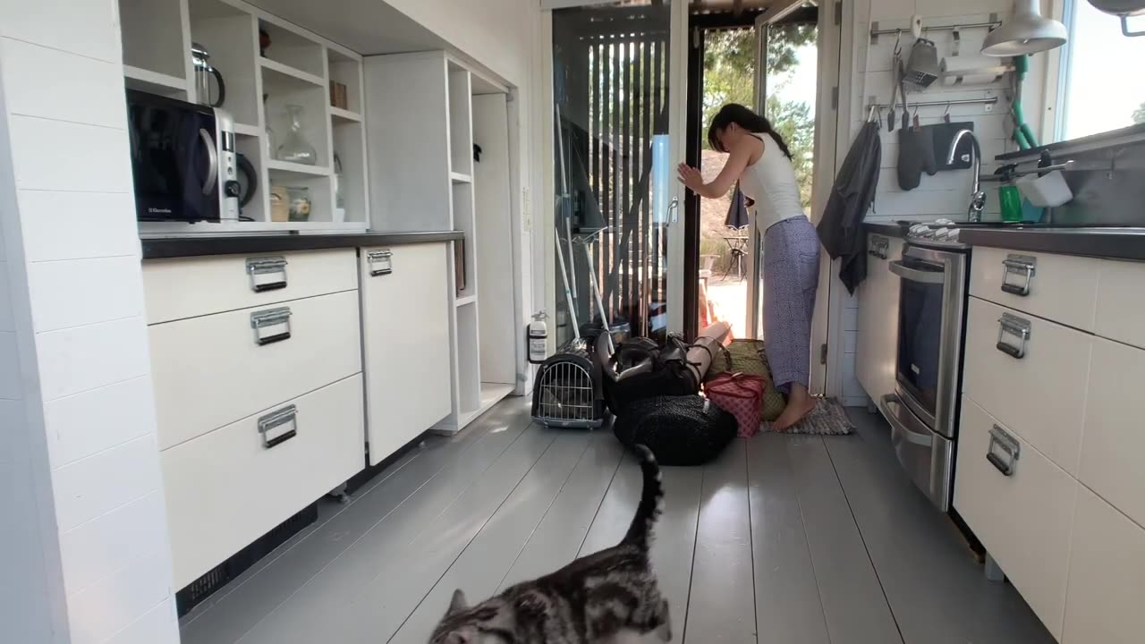 A cat's happy island holiday (episode 1)