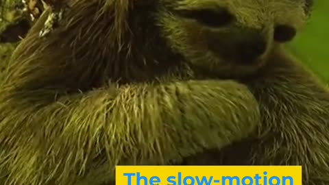 Why is Sloth very slow?