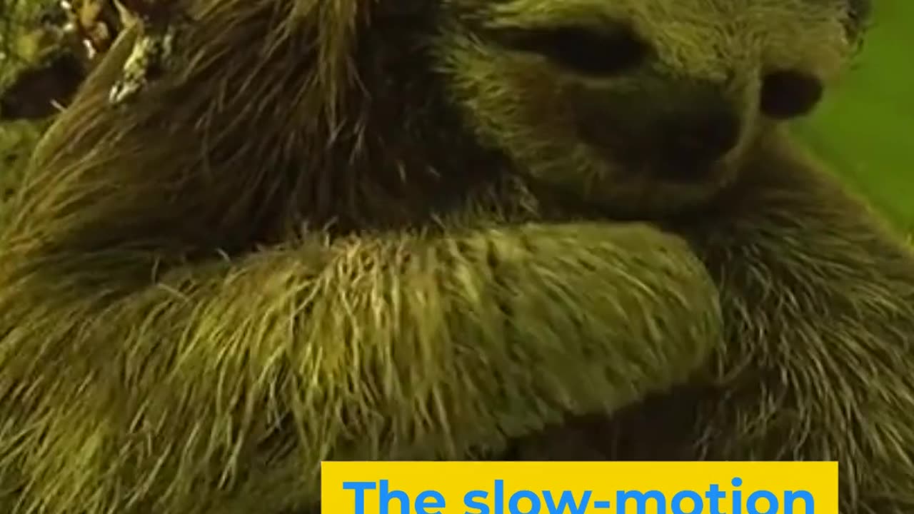 Why is Sloth very slow?