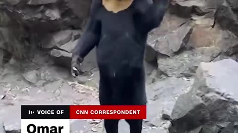 Zoo denies bears are people in costume