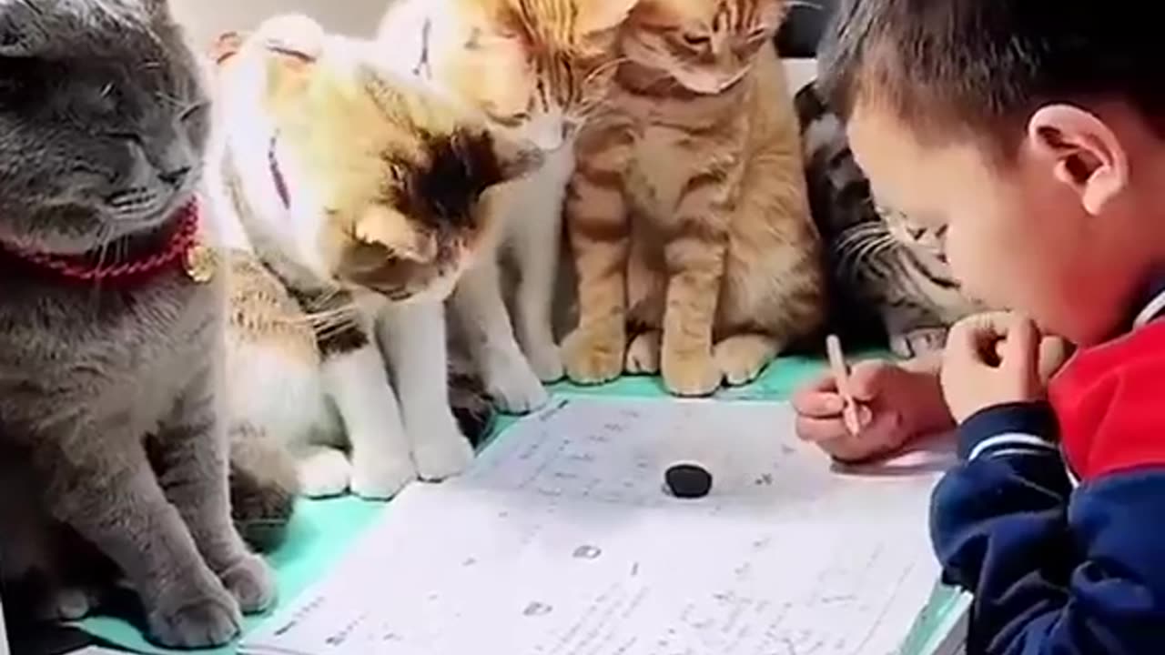 Cats With Teacher in Their School #shorts #viral #shortsvideo #video