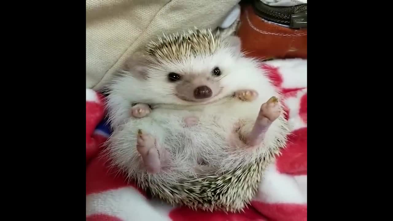 Funniest Cats, Dogs & Animals Videos🐶😻 #19