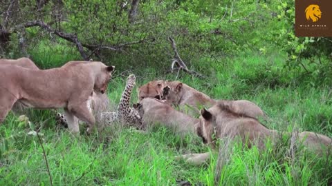 Gruesome demise for old male Leopard